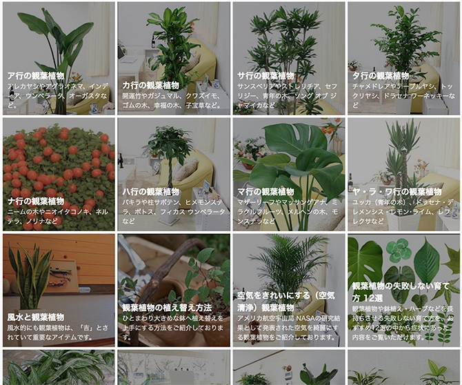 観葉植物通販ブルーミングスケープ2_baku-blog.com