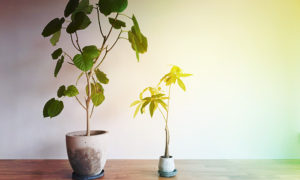 観葉植物のおすすめ通販サイト_baku-blog.com